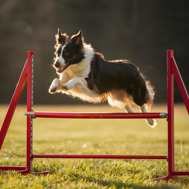 Banner image for: Longieren